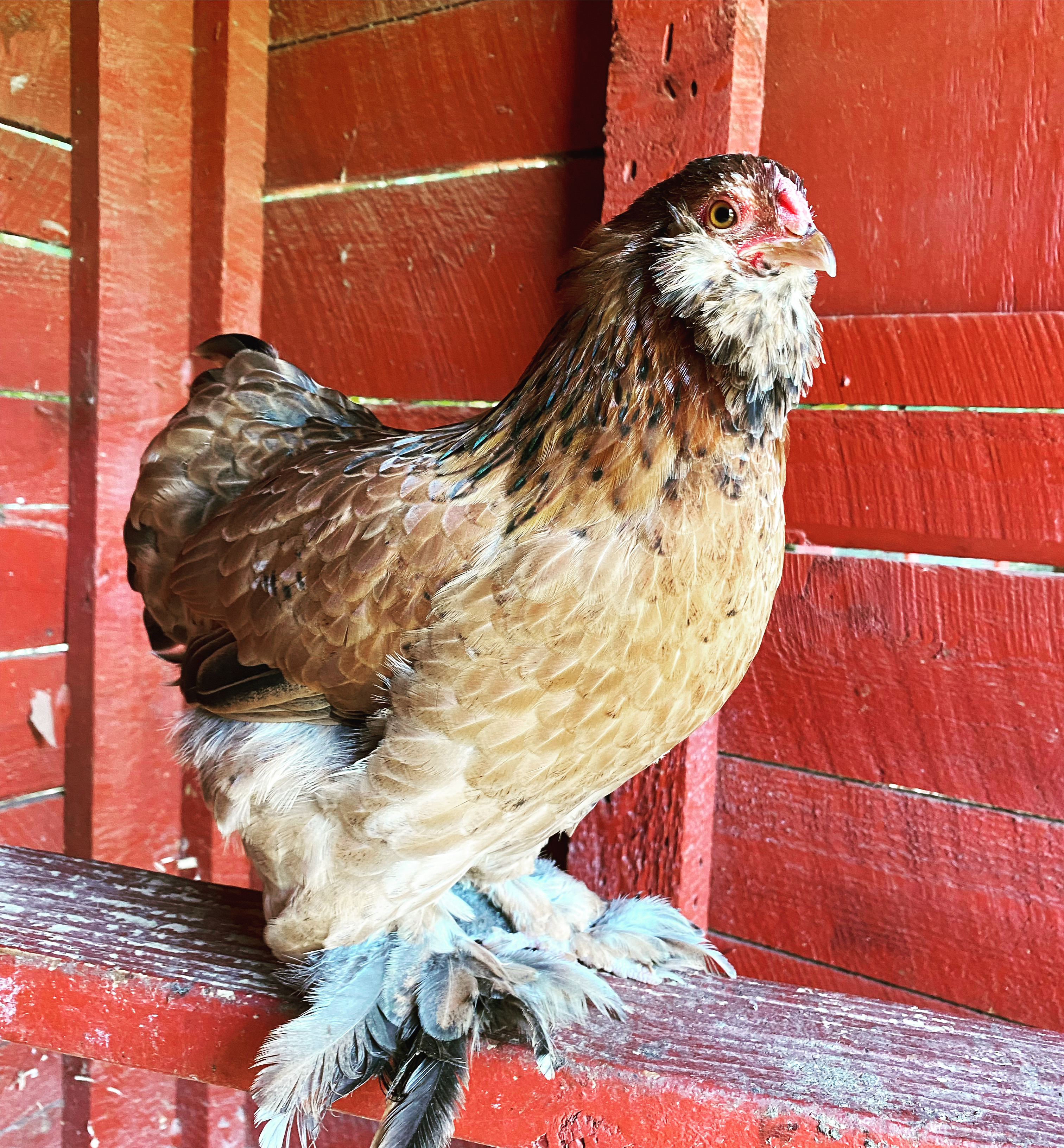 Coconut small bantam hen