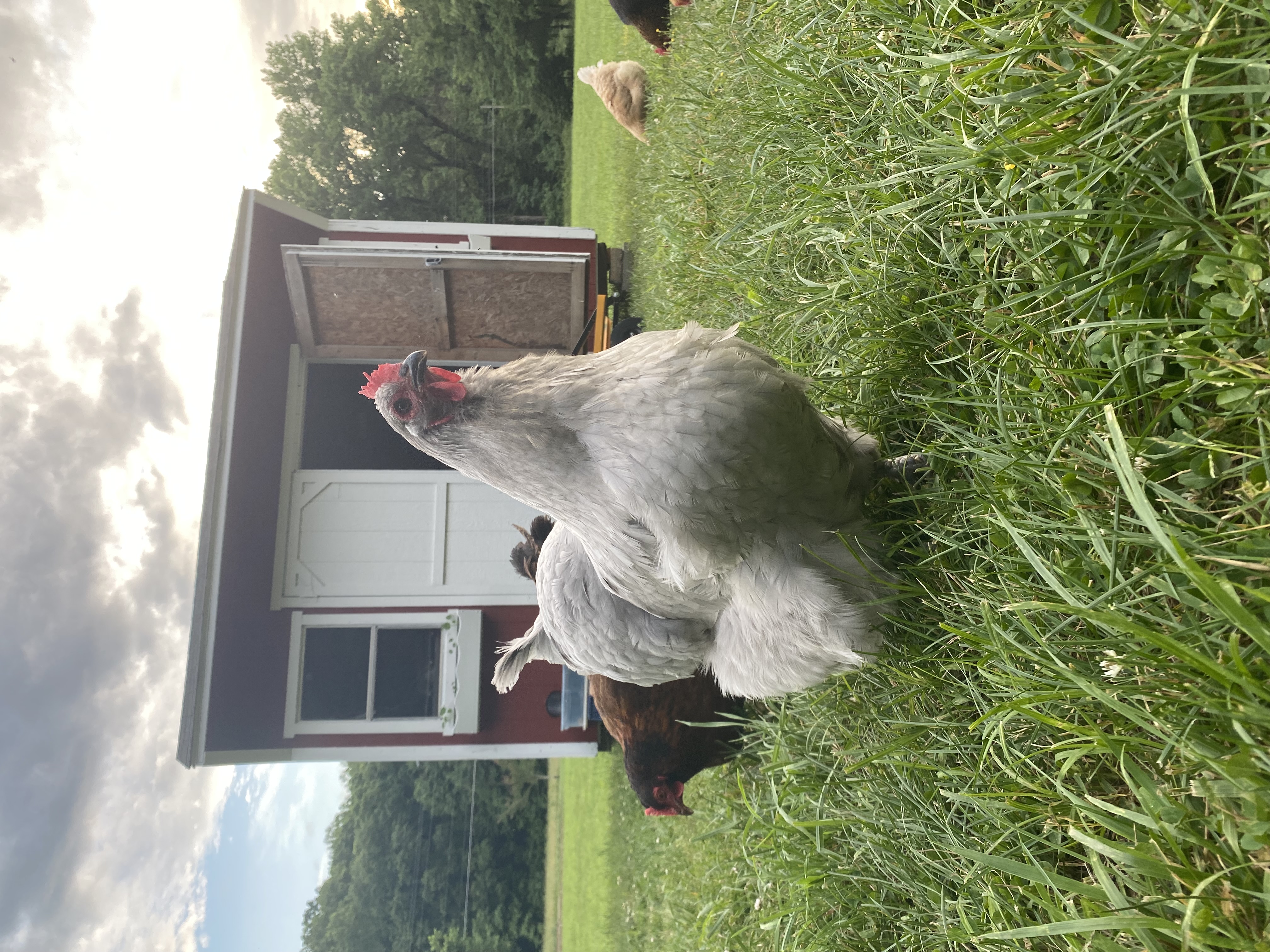 Beautiful hen outside