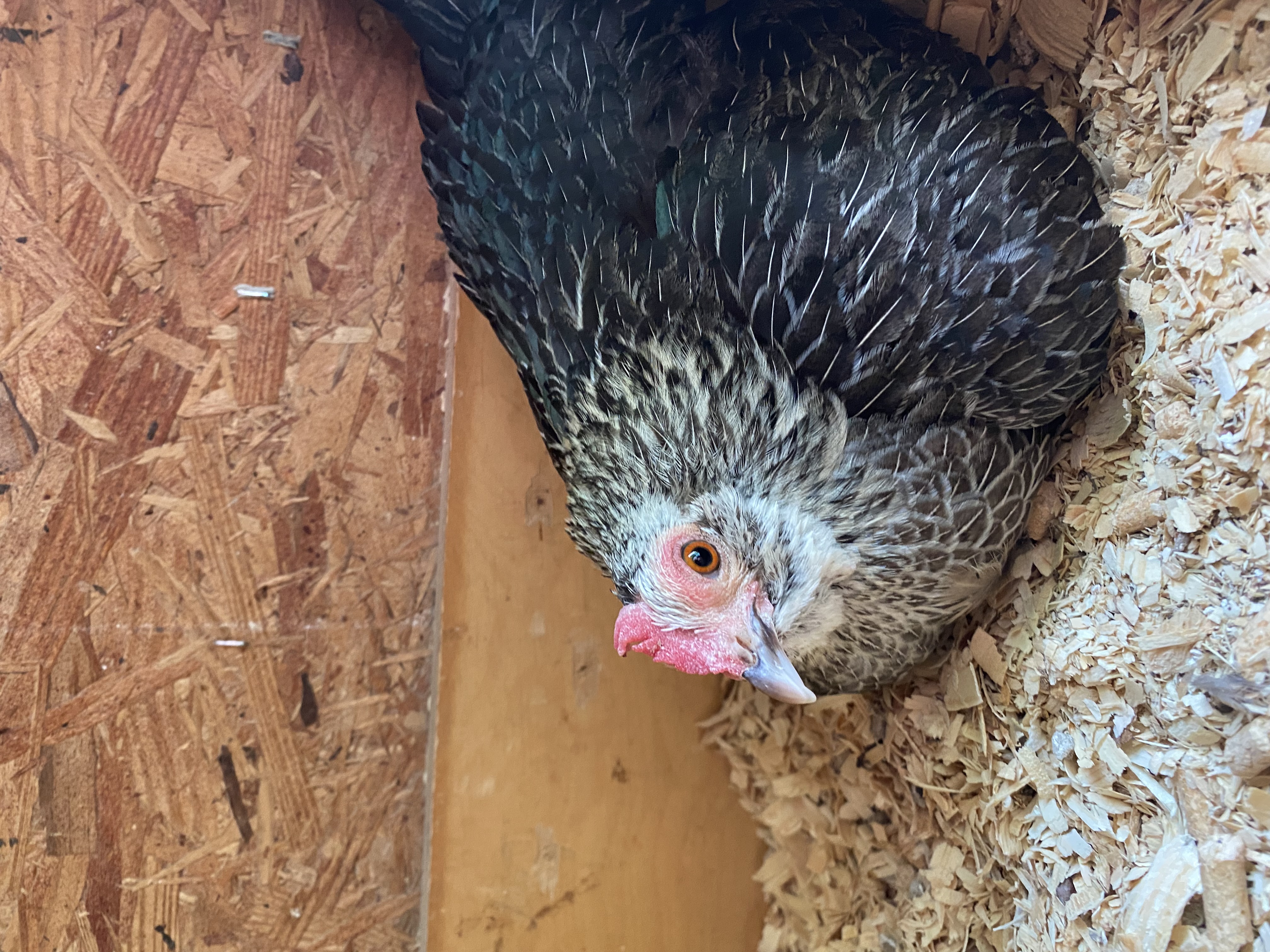 small bantam hen