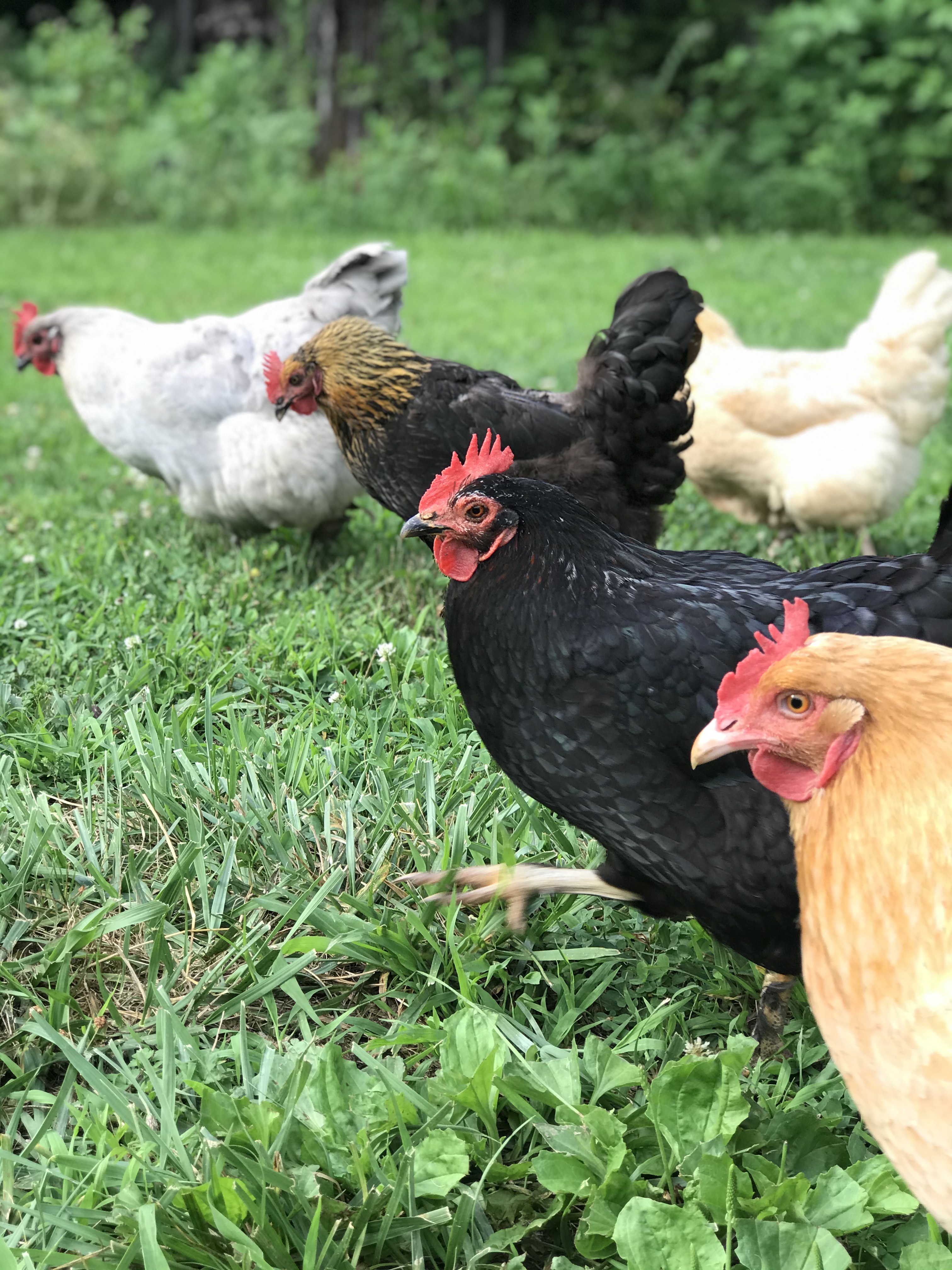 backyard laying hens