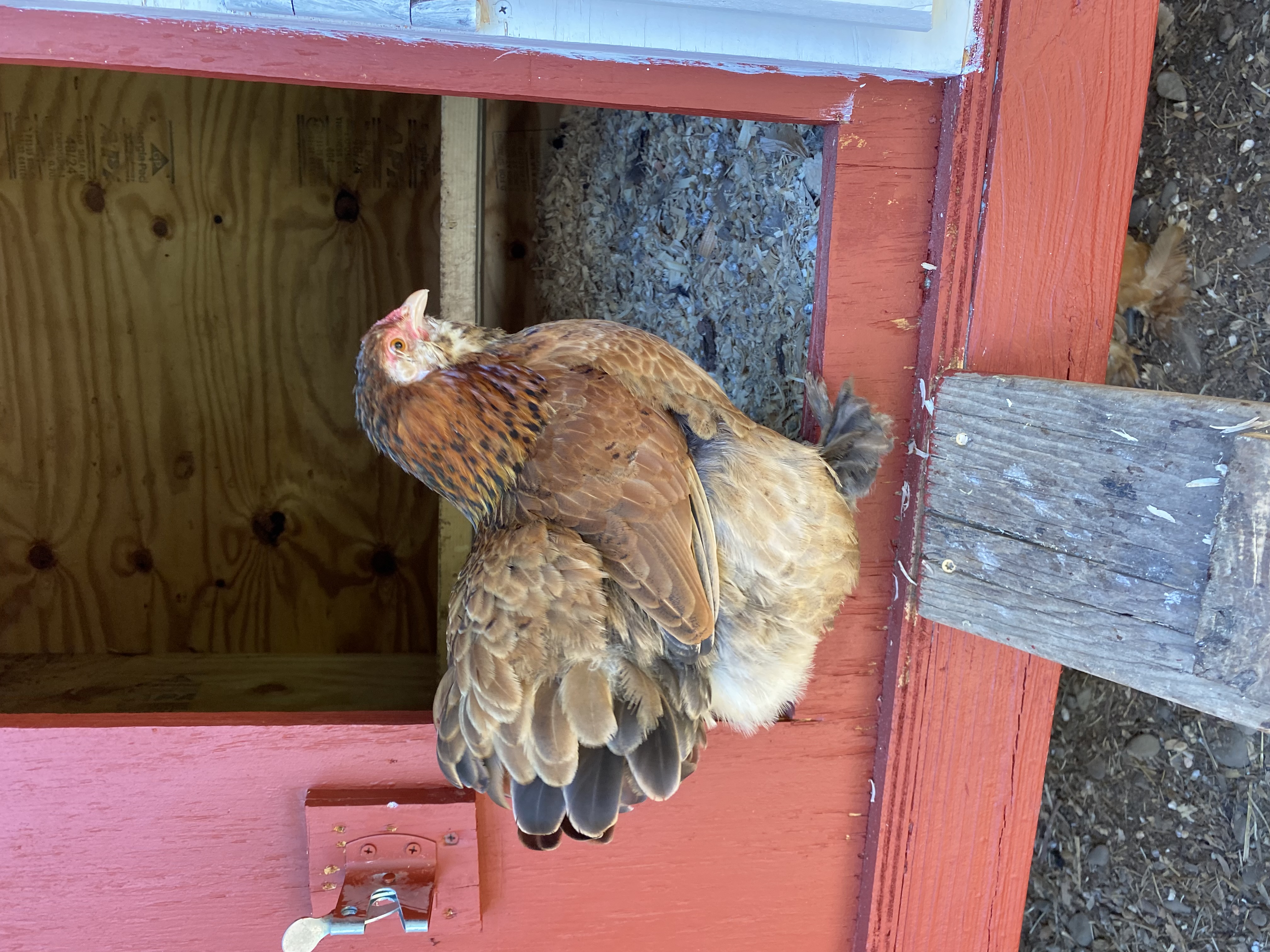 coconut a bantam hen