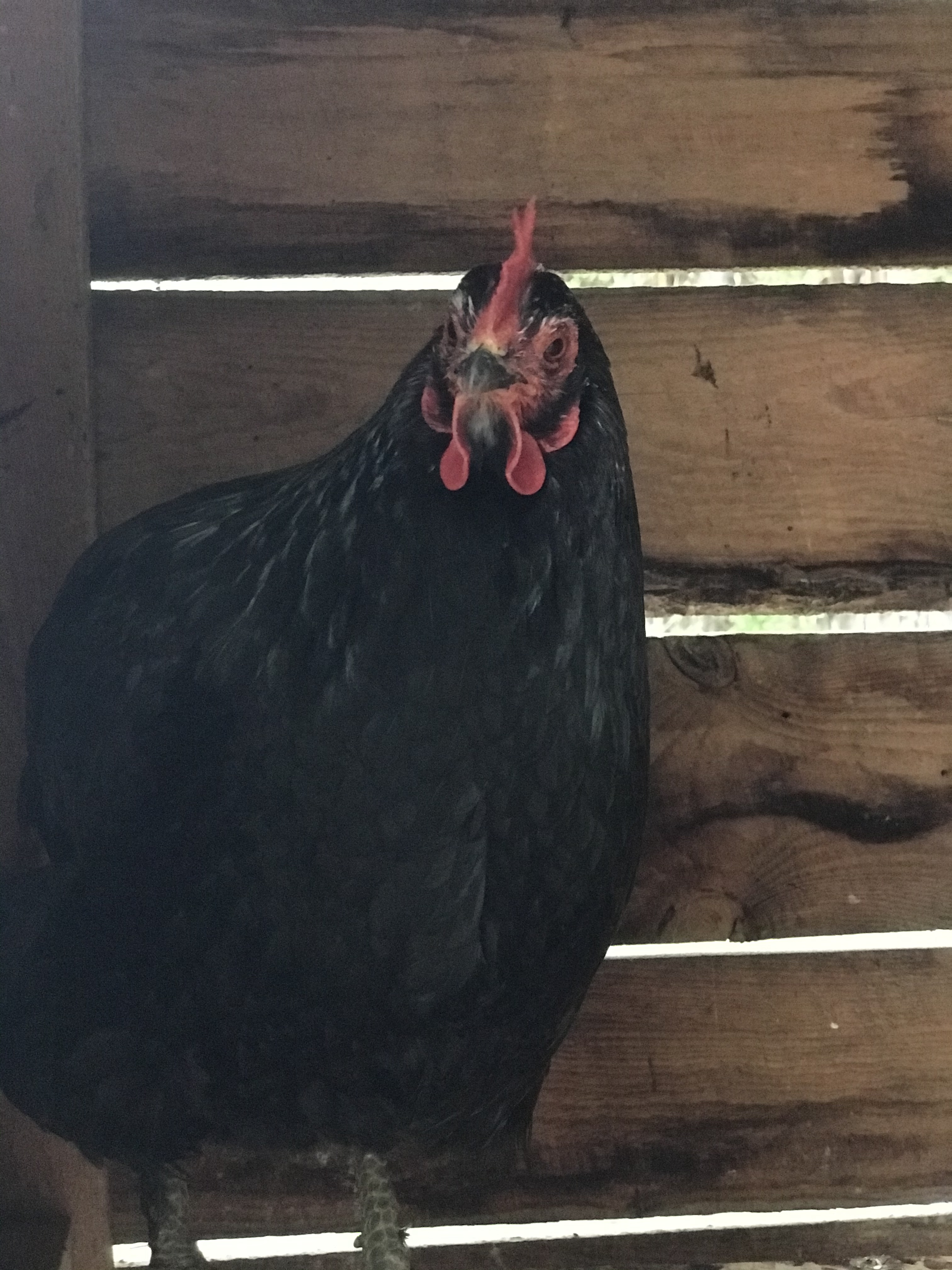 black cooper hen