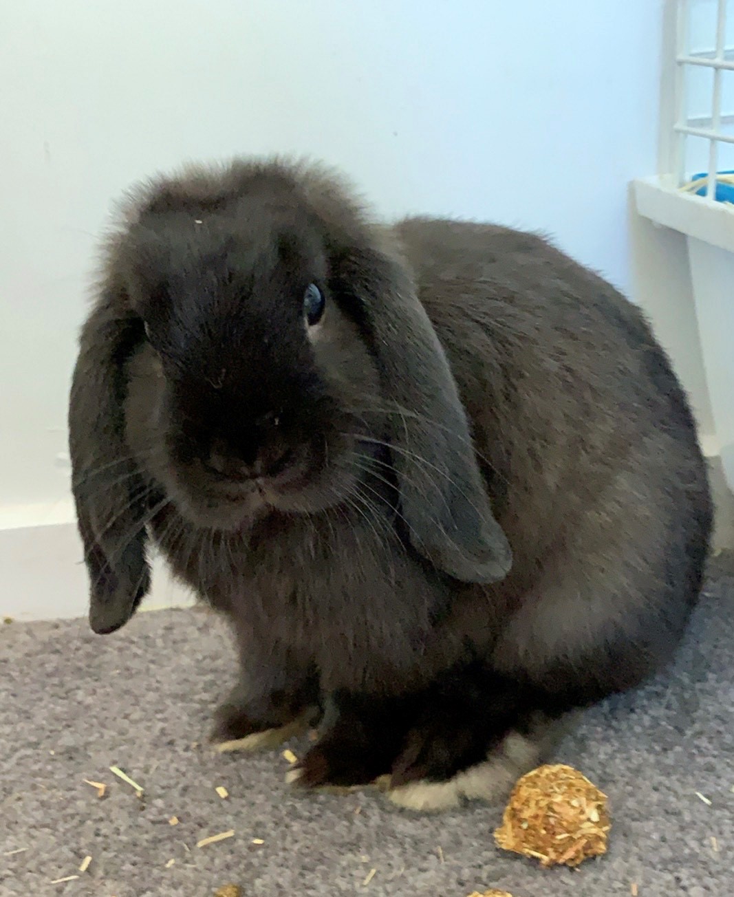 mini lop bunny