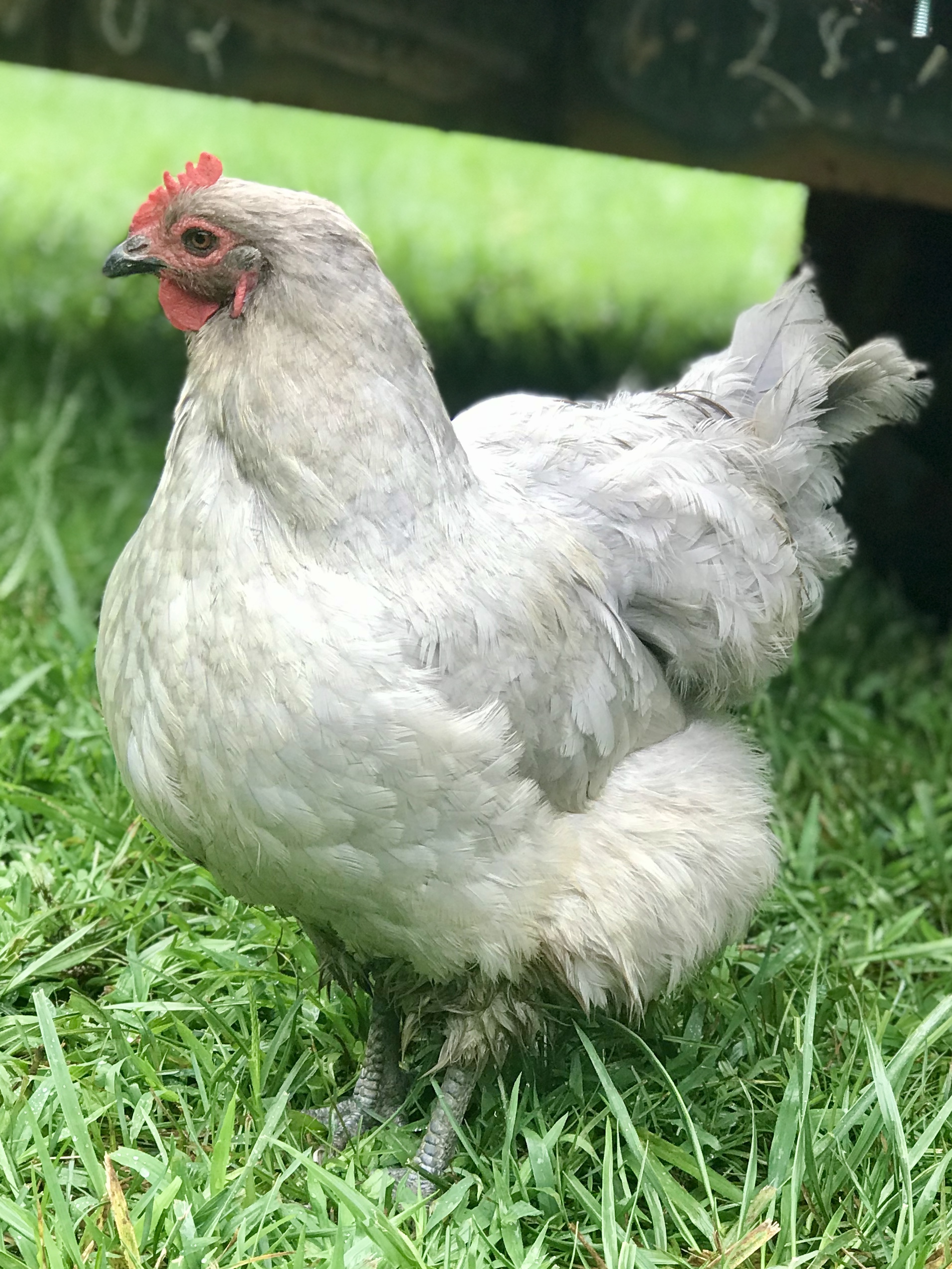 lavender hen