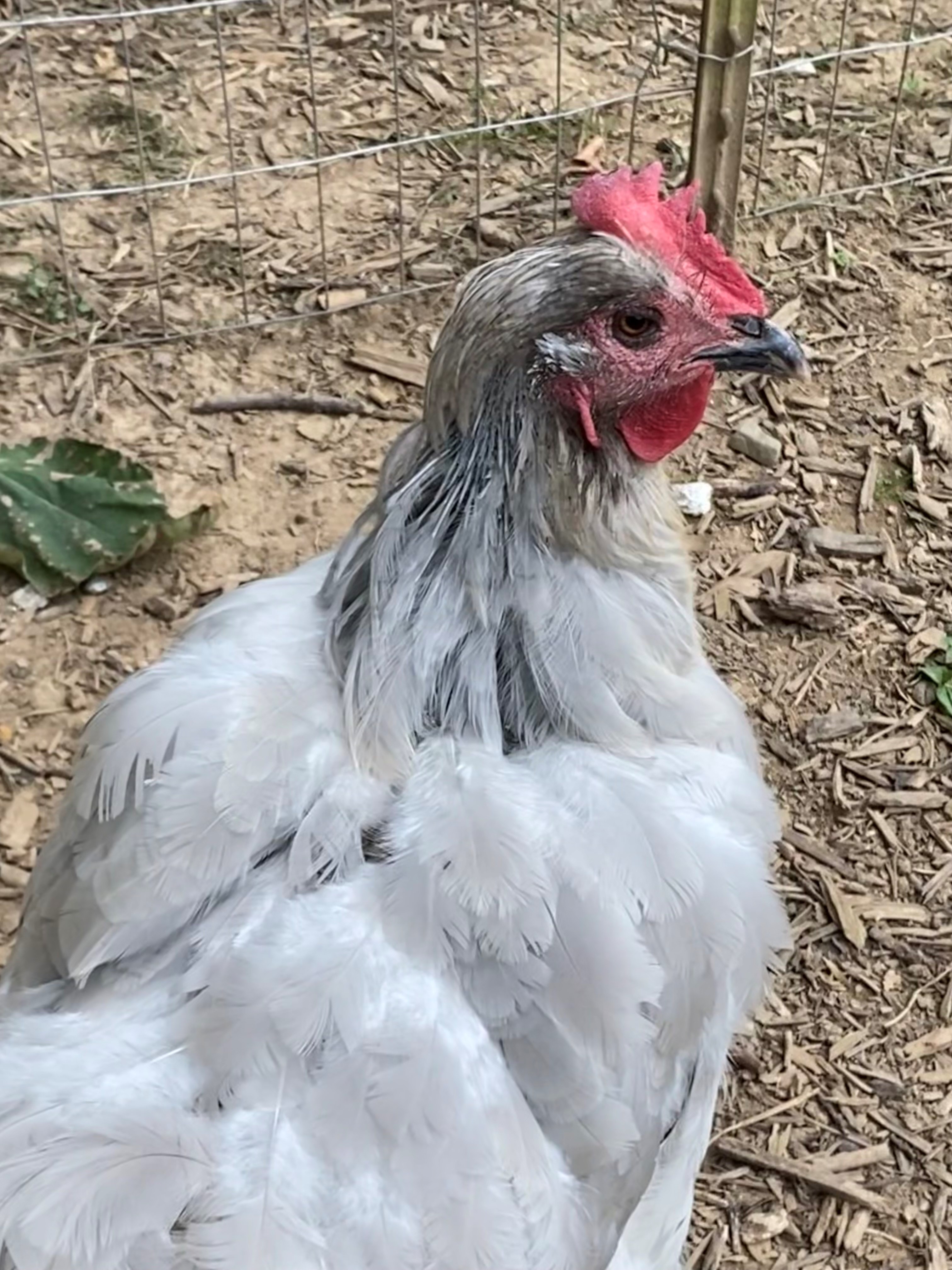 lavender hen