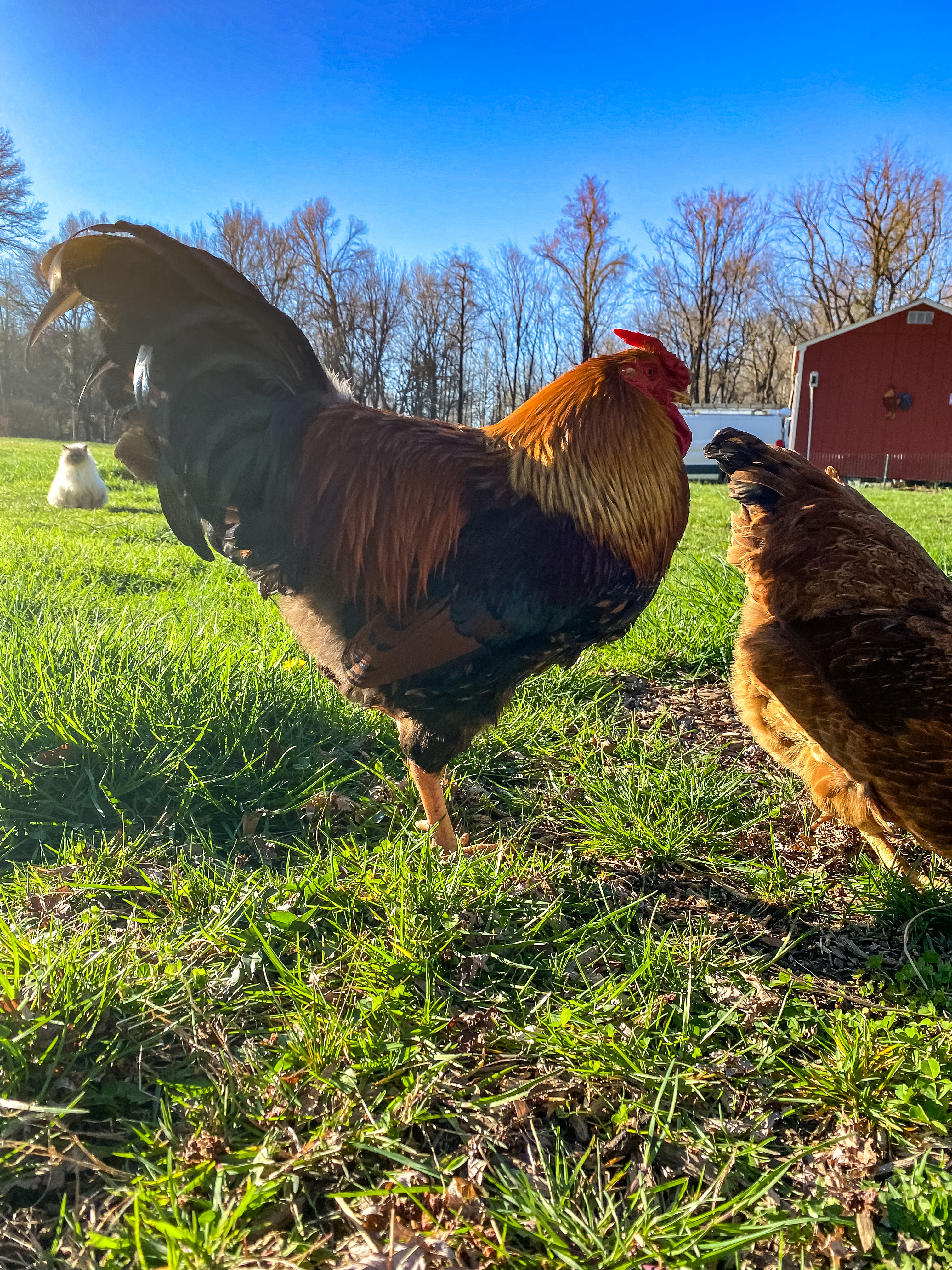 colorful rooster