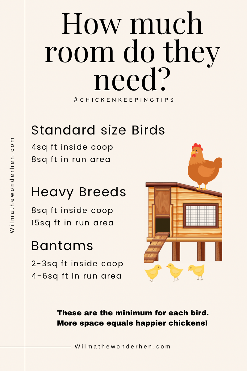 chicken space requirements