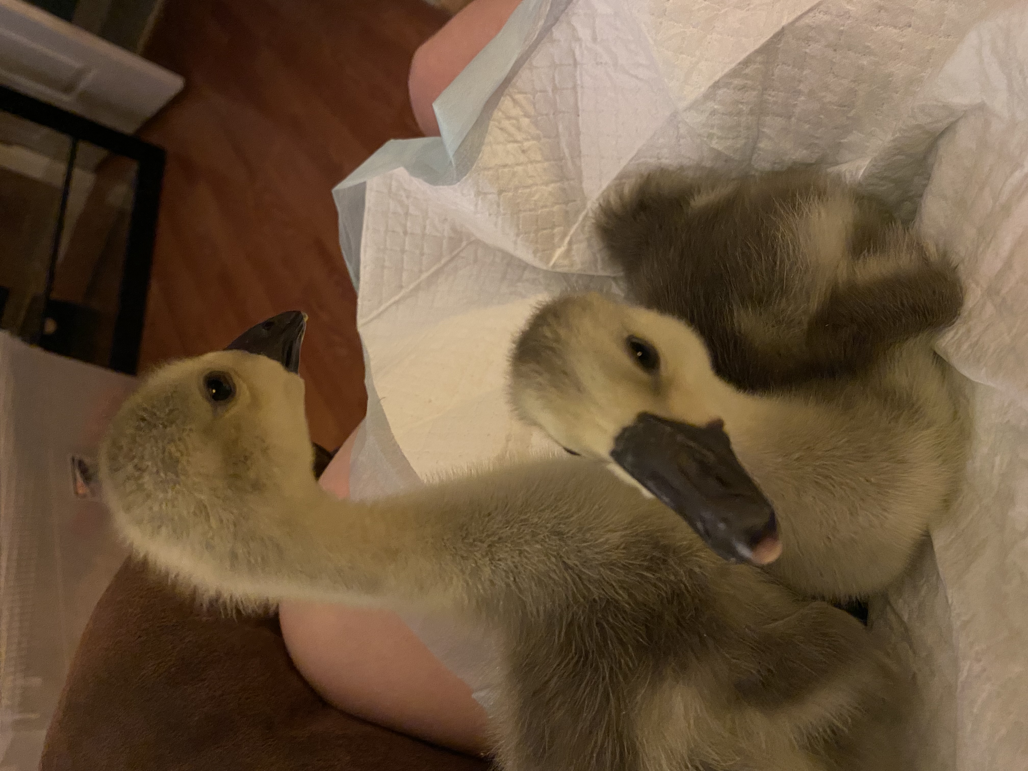 goslings