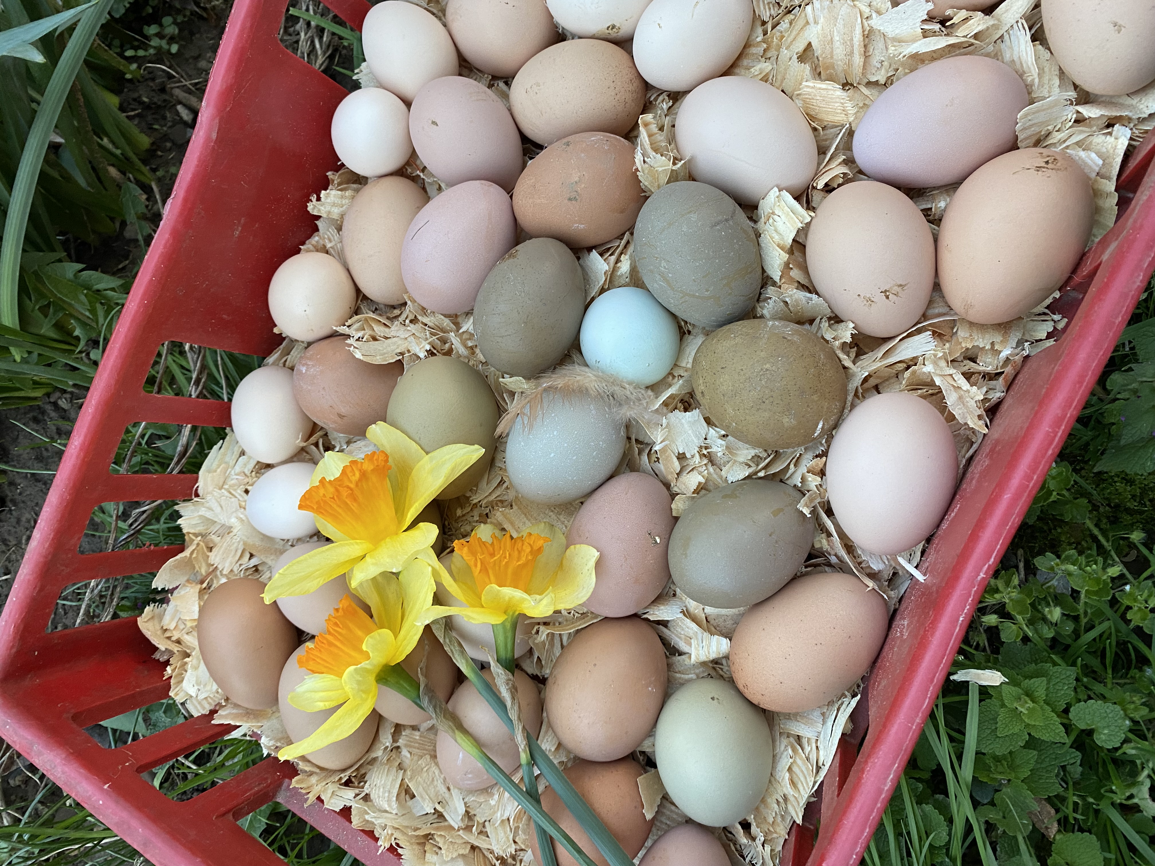 rainbow eggs